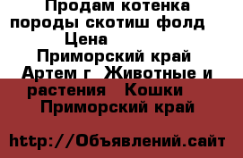 Продам котенка породы скотиш фолд! › Цена ­ 5 000 - Приморский край, Артем г. Животные и растения » Кошки   . Приморский край